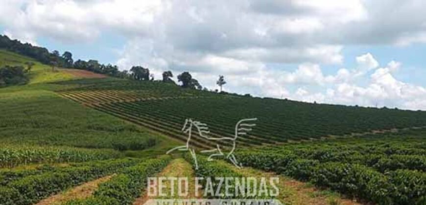 Fazenda à Venda 153 Hectares Excelete Aptidão para Café e Citricultura | Mindurim/MG