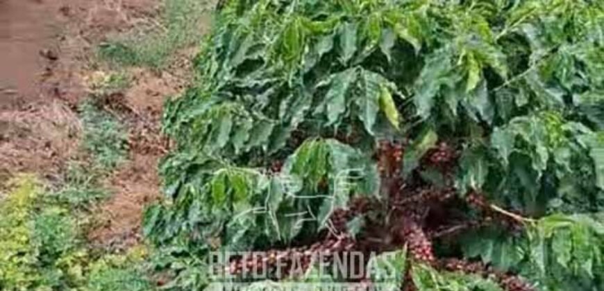 Fazenda à Venda 153 Hectares Excelete Aptidão para Café e Citricultura | Mindurim/MG