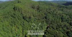 Fazenda de Pinus e Eucalípto à Venda 200 Alqueires Paulistas | Região Metropolitana de Curitiba/PR