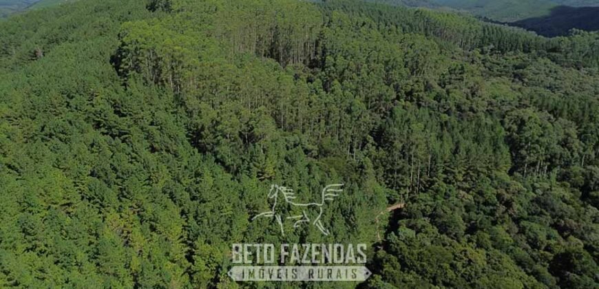 Fazenda de Pinus e Eucalípto à Venda 200 Alqueires Paulistas | Região Metropolitana de Curitiba/PR