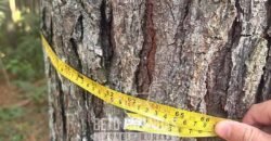 Fazenda de Pinus e Eucalípto à Venda 200 Alqueires Paulistas | Região Metropolitana de Curitiba/PR