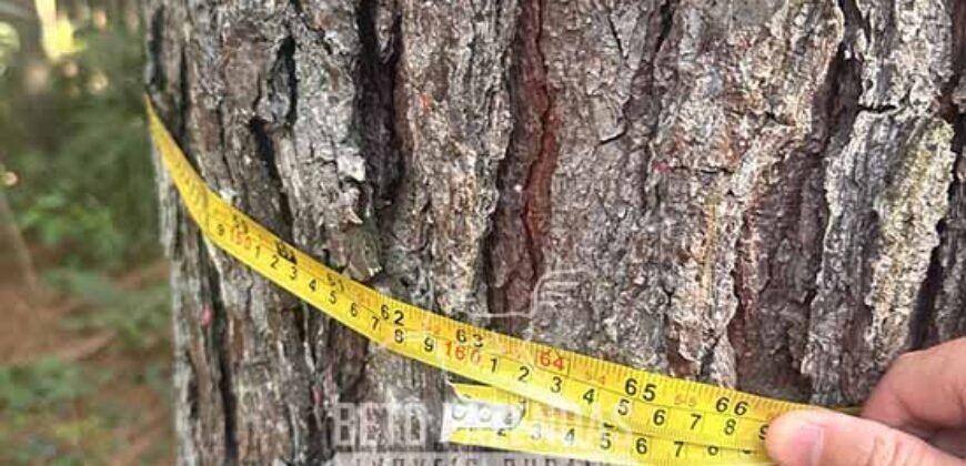 Fazenda de Pinus e Eucalípto à Venda 200 Alqueires Paulistas | Região Metropolitana de Curitiba/PR