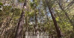Fazenda de Pinus e Eucalípto à Venda 200 Alqueires Paulistas | Região Metropolitana de Curitiba/PR