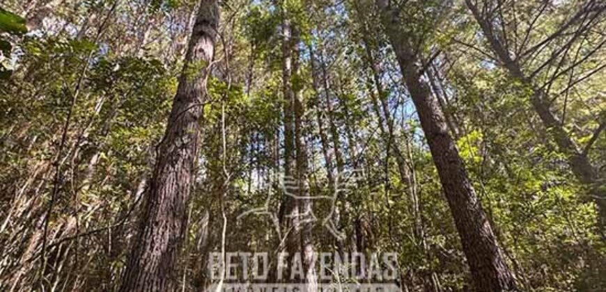 Fazenda de Pinus e Eucalípto à Venda 200 Alqueires Paulistas | Região Metropolitana de Curitiba/PR