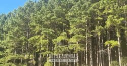 Fazenda de Pinus e Eucalípto à Venda 200 Alqueires Paulistas | Região Metropolitana de Curitiba/PR