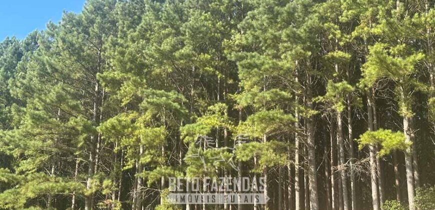 Fazenda de Pinus e Eucalípto à Venda 200 Alqueires Paulistas | Região Metropolitana de Curitiba/PR