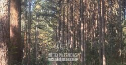 Fazenda de Pinus e Eucalípto à Venda 200 Alqueires Paulistas | Região Metropolitana de Curitiba/PR