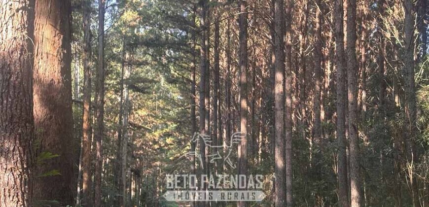 Fazenda de Pinus e Eucalípto à Venda 200 Alqueires Paulistas | Região Metropolitana de Curitiba/PR