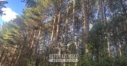 Fazenda de Pinus e Eucalípto à Venda 200 Alqueires Paulistas | Região Metropolitana de Curitiba/PR