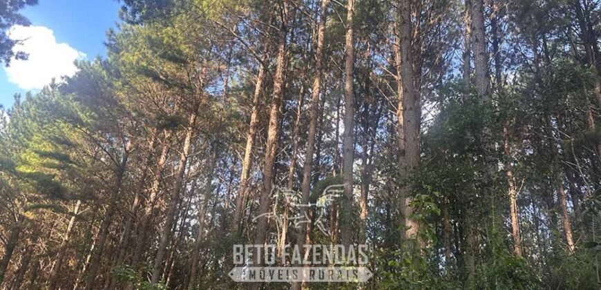 Fazenda de Pinus e Eucalípto à Venda 200 Alqueires Paulistas | Região Metropolitana de Curitiba/PR