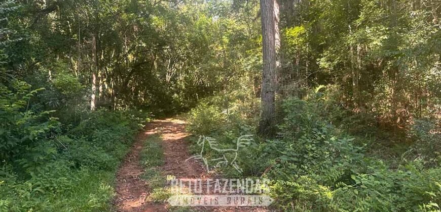 Fazenda de Pinus e Eucalípto à Venda 200 Alqueires Paulistas | Região Metropolitana de Curitiba/PR