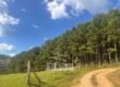 Fazenda de Pinus e Eucalípto à Venda 200 Alqueires Paulistas | Região Metropolitana de Curitiba/PR