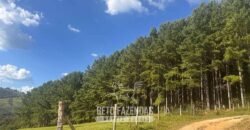 Fazenda de Pinus e Eucalípto à Venda 200 Alqueires Paulistas | Região Metropolitana de Curitiba/PR