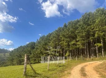 Fazenda de Pinus e Eucalípto à Venda 200 Alqueires Paulistas | Região Metropolitana de Curitiba/PR