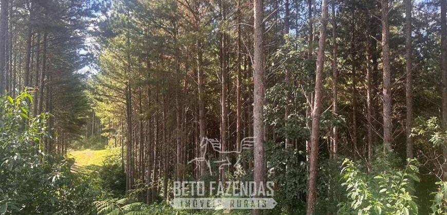 Fazenda de Pinus e Eucalípto à Venda 200 Alqueires Paulistas | Região Metropolitana de Curitiba/PR
