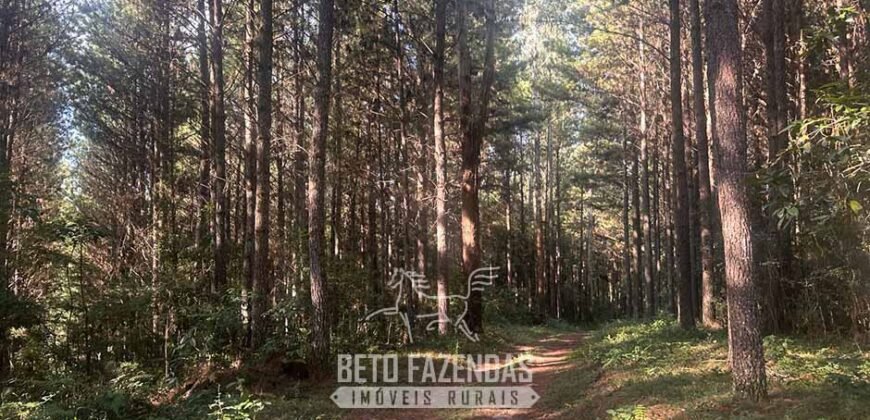 Fazenda de Pinus e Eucalípto à Venda 200 Alqueires Paulistas | Região Metropolitana de Curitiba/PR