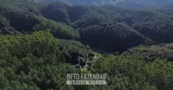 Fazenda de Pinus e Eucalípto à Venda 200 Alqueires Paulistas | Região Metropolitana de Curitiba/PR