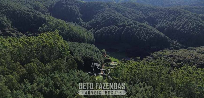 Fazenda de Pinus e Eucalípto à Venda 200 Alqueires Paulistas | Região Metropolitana de Curitiba/PR