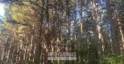 Fazenda de Pinus e Eucalípto à Venda 200 Alqueires Paulistas | Região Metropolitana de Curitiba/PR