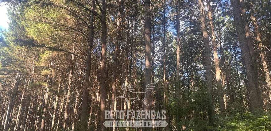 Fazenda de Pinus e Eucalípto à Venda 200 Alqueires Paulistas | Região Metropolitana de Curitiba/PR
