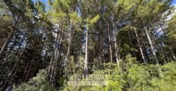 Fazenda de Pinus e Eucalípto à Venda 200 Alqueires Paulistas | Região Metropolitana de Curitiba/PR