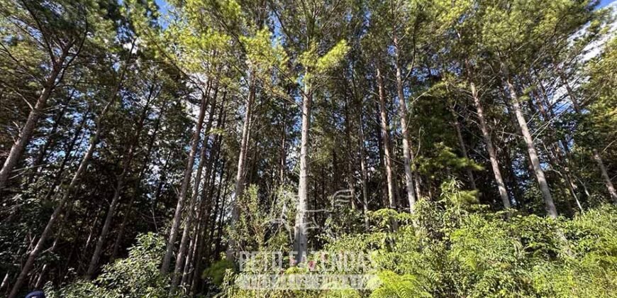 Fazenda de Pinus e Eucalípto à Venda 200 Alqueires Paulistas | Região Metropolitana de Curitiba/PR
