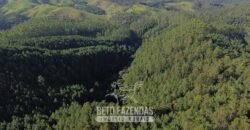 Fazenda de Pinus e Eucalípto à Venda 200 Alqueires Paulistas | Região Metropolitana de Curitiba/PR