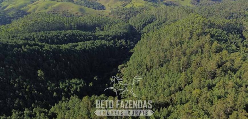 Fazenda de Pinus e Eucalípto à Venda 200 Alqueires Paulistas | Região Metropolitana de Curitiba/PR