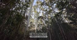 Fazenda de Pinus e Eucalípto à Venda 200 Alqueires Paulistas | Região Metropolitana de Curitiba/PR