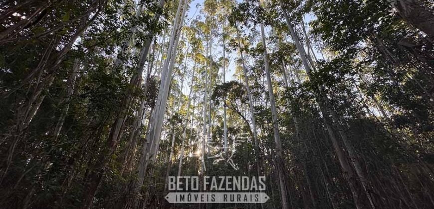 Fazenda de Pinus e Eucalípto à Venda 200 Alqueires Paulistas | Região Metropolitana de Curitiba/PR