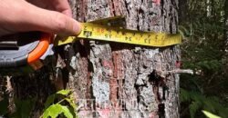 Fazenda de Pinus e Eucalípto à Venda 200 Alqueires Paulistas | Região Metropolitana de Curitiba/PR