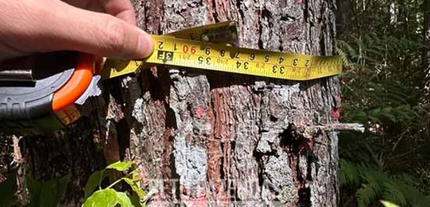 Fazenda de Pinus e Eucalípto à Venda 200 Alqueires Paulistas | Região Metropolitana de Curitiba/PR