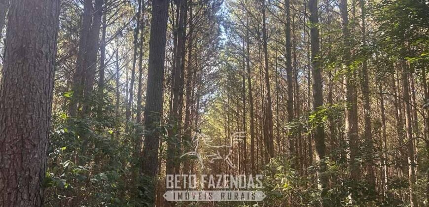 Fazenda de Pinus e Eucalípto à Venda 200 Alqueires Paulistas | Região Metropolitana de Curitiba/PR