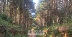 Fazenda de Pinus e Eucalípto à Venda 200 Alqueires Paulistas | Região Metropolitana de Curitiba/PR