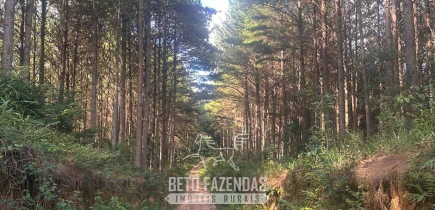 Fazenda de Pinus e Eucalípto à Venda 200 Alqueires Paulistas | Região Metropolitana de Curitiba/PR