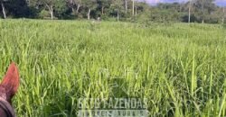 Fazenda à Venda 348 hectares Dupla Aptidão | Centenário /TO Fazenda à Venda 348 hectares Dupla Aptidão | Centenário /TO