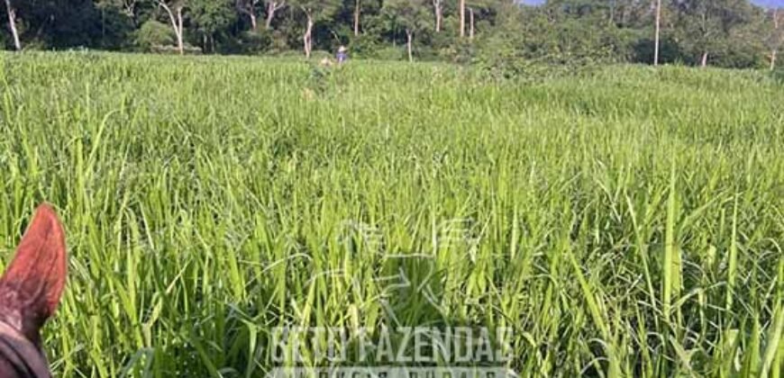 Fazenda à Venda 348 hectares Dupla Aptidão | Centenário /TO Fazenda à Venda 348 hectares Dupla Aptidão | Centenário /TO