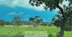 Fazenda à Venda 348 hectares Dupla Aptidão | Centenário /TO Fazenda à Venda 348 hectares Dupla Aptidão | Centenário /TO