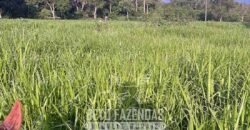 Fazenda à Venda 348 hectares Dupla Aptidão | Centenário /TO Fazenda à Venda 348 hectares Dupla Aptidão | Centenário /TO