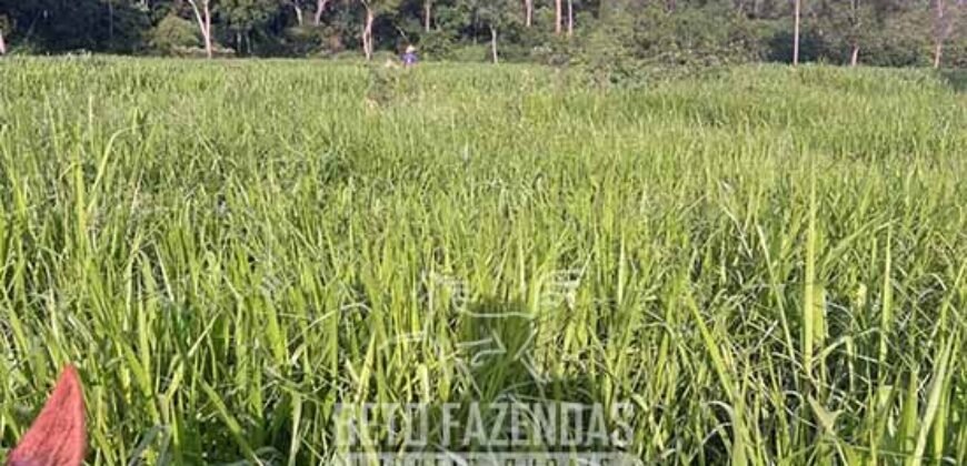 Fazenda à Venda 348 hectares Dupla Aptidão | Centenário /TO Fazenda à Venda 348 hectares Dupla Aptidão | Centenário /TO