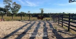 Fazenda à Venda 348 hectares Dupla Aptidão | Centenário /TO Fazenda à Venda 348 hectares Dupla Aptidão | Centenário /TO