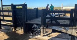 Fazenda à Venda 348 hectares Dupla Aptidão | Centenário /TO Fazenda à Venda 348 hectares Dupla Aptidão | Centenário /TO