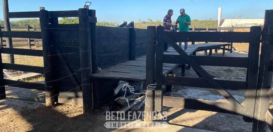 Fazenda à Venda 348 hectares Dupla Aptidão | Centenário /TO Fazenda à Venda 348 hectares Dupla Aptidão | Centenário /TO