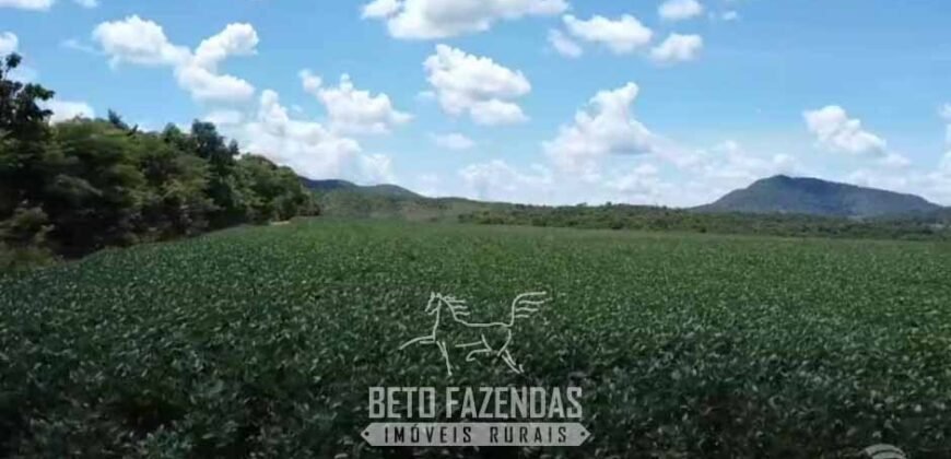 Fazenda à Venda 2.590 Hectares de Soja e Pecuária Dupla Aptidão em Goias Fazenda à Venda 2.590 Hectares de Soja e Pecuária Dupla Aptidão em Goias