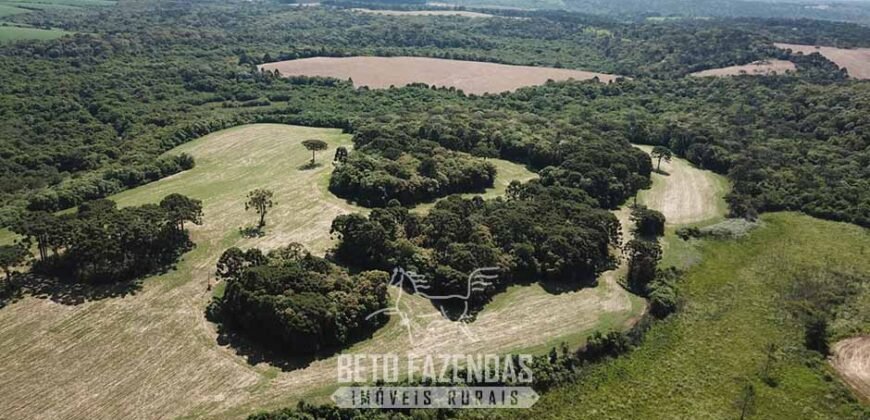 Fazenda à Venda 173 Hectares Dupla Apitdão | Lapa/ PR Fazenda à Venda 173 Hectares Dupla Apitdão | Lapa/ PR