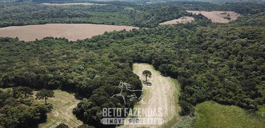 Fazenda à Venda 173 Hectares Dupla Apitdão | Lapa/ PR Fazenda à Venda 173 Hectares Dupla Apitdão | Lapa/ PR