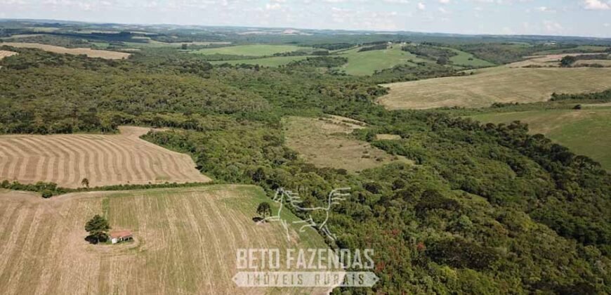 Fazenda à Venda 173 Hectares Dupla Apitdão | Lapa/ PR Fazenda à Venda 173 Hectares Dupla Apitdão | Lapa/ PR