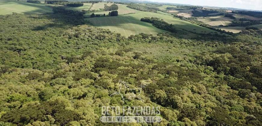 Fazenda à Venda 173 Hectares Dupla Apitdão | Lapa/ PR Fazenda à Venda 173 Hectares Dupla Apitdão | Lapa/ PR