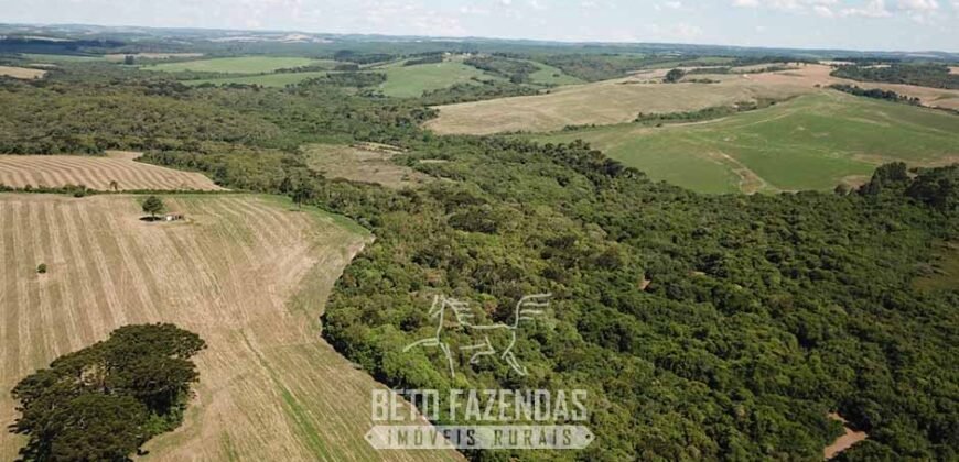Fazenda à Venda 173 Hectares Dupla Apitdão | Lapa/ PR Fazenda à Venda 173 Hectares Dupla Apitdão | Lapa/ PR