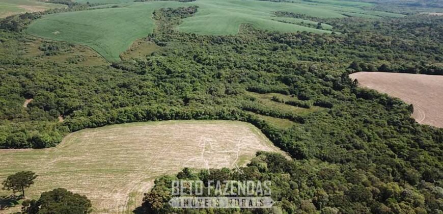 Fazenda à Venda 173 Hectares Dupla Apitdão | Lapa/ PR Fazenda à Venda 173 Hectares Dupla Apitdão | Lapa/ PR